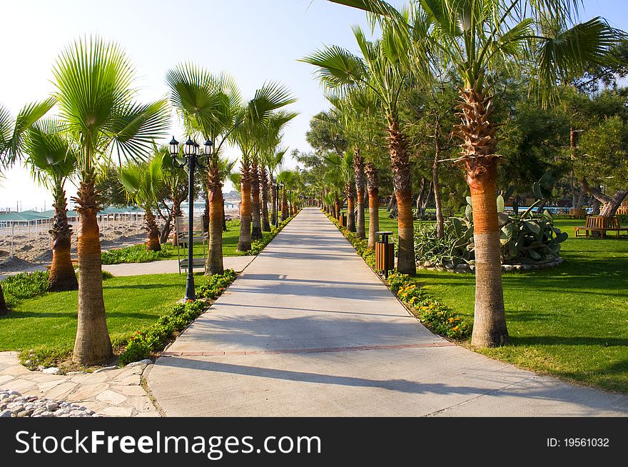 Reddening in the early solar morning with palm trees. Reddening in the early solar morning with palm trees