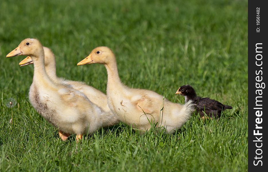 A group of little ducklings