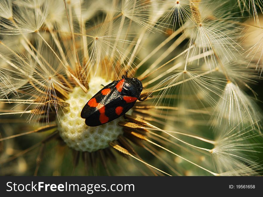 Close-up of seeded dandelion head, symbol of possibility, hope, and dreams. Good image for sympathy, get-well soon, or thinking of you greeting card