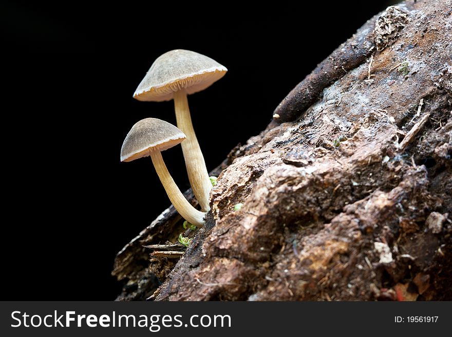 Mushrooms on the old tree