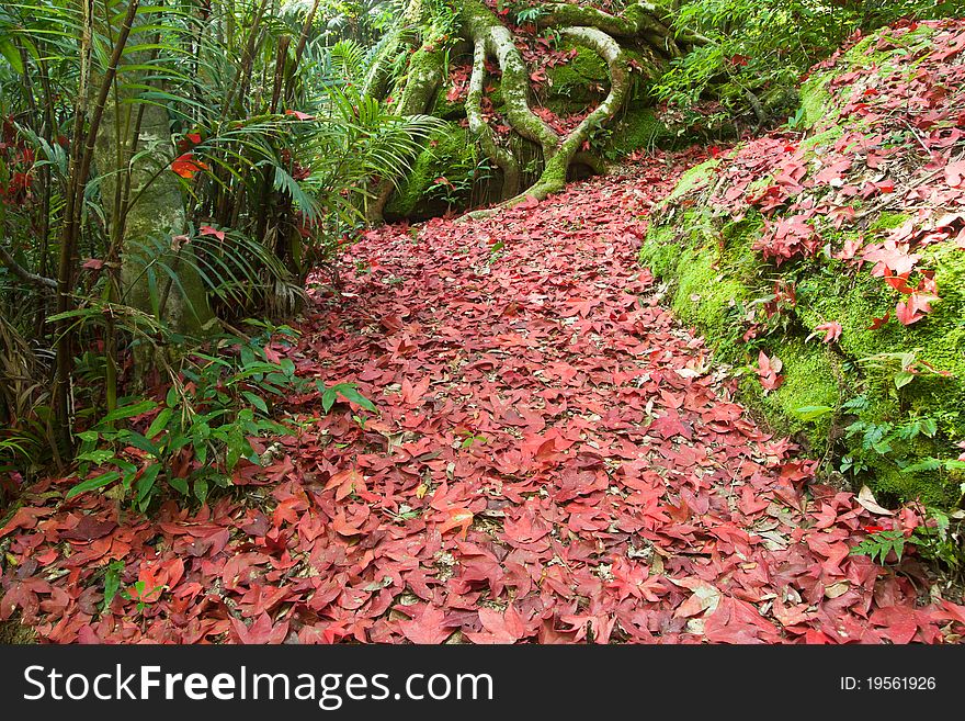 Red leaves on the wild road. Red leaves on the wild road