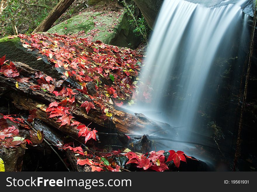 In Winter the maple were fall. In Winter the maple were fall