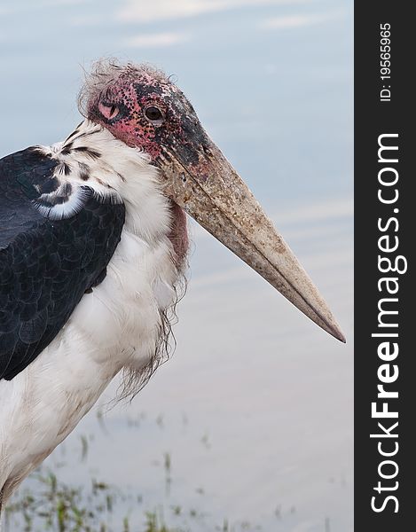 Head of Marabou stork in open zoo.