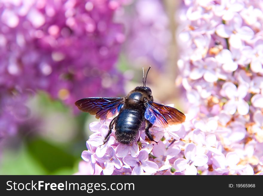 Big European Bee On Lilac