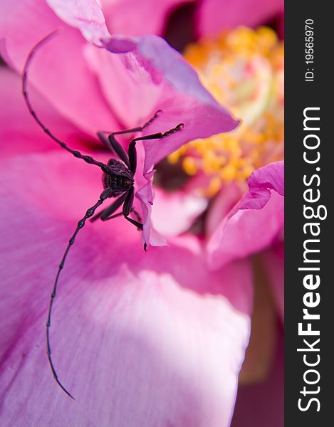 Longhorn beetle on peony flower