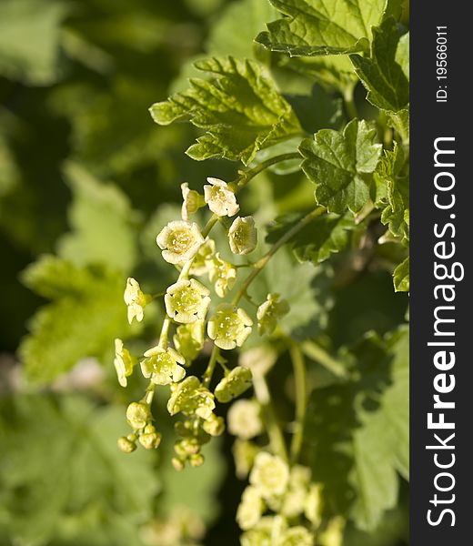 Green flowering currant bush close up