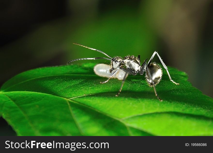Closeup black ants with eggs on green leaf
