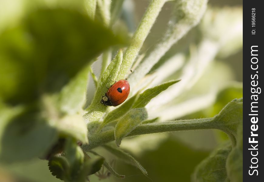 Ladybug on the lush green leaves