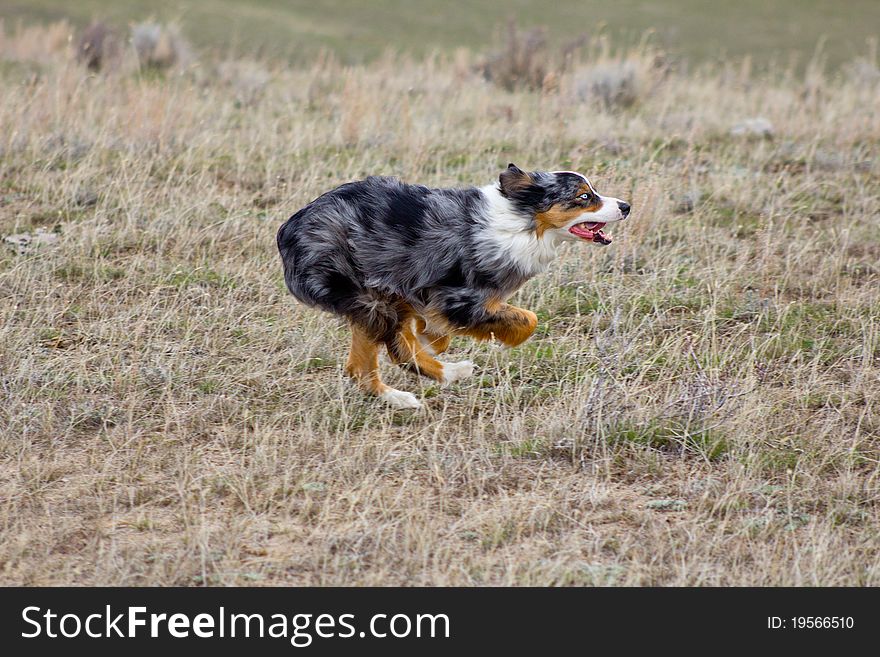 Racing Australian Shepherd