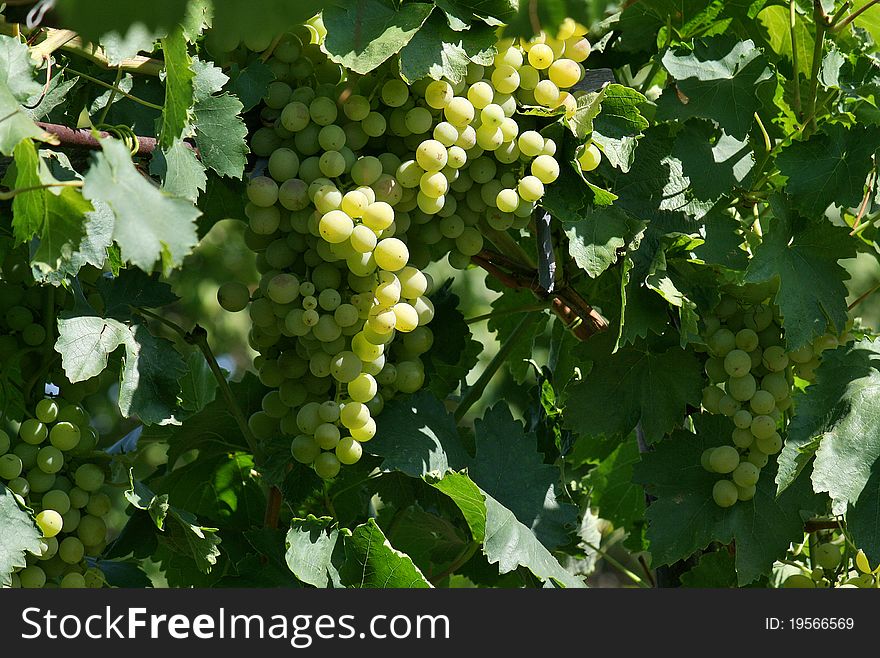 Sunny green vineyard in garden