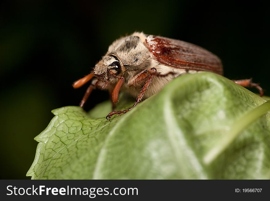 A cockchafer beetle - Melolontha melolontha on a leaf