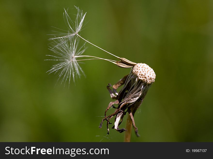 Old dry dandelion, close-up