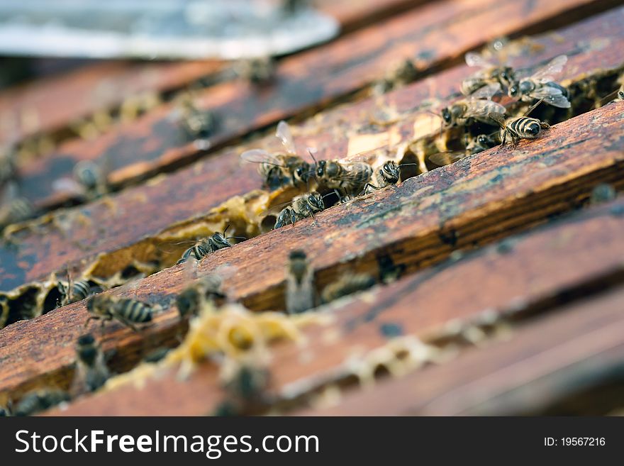 Group of bees work hard to collect honey. Group of bees work hard to collect honey