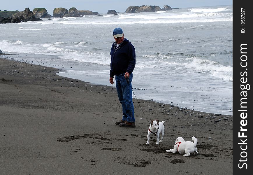 Dog signaling to the other, let's play !. Dog signaling to the other, let's play !