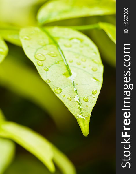 Green Leaves With Droplets