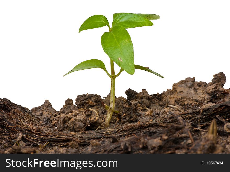 Young green tree germinate from the ground isolated on white background. Young green tree germinate from the ground isolated on white background