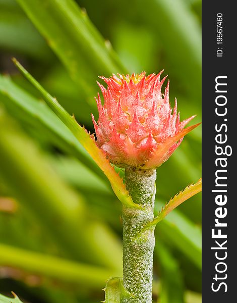 Young pineapple fruit on its plant with green leaves in background