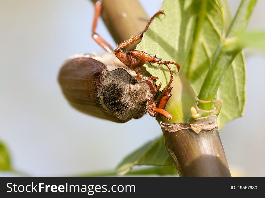 The may-bug on the hand. The may-bug on the hand