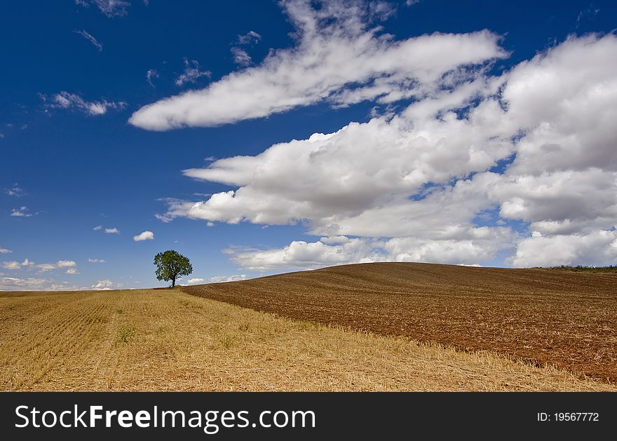 Lonely tree in the countryside. Lonely tree in the countryside
