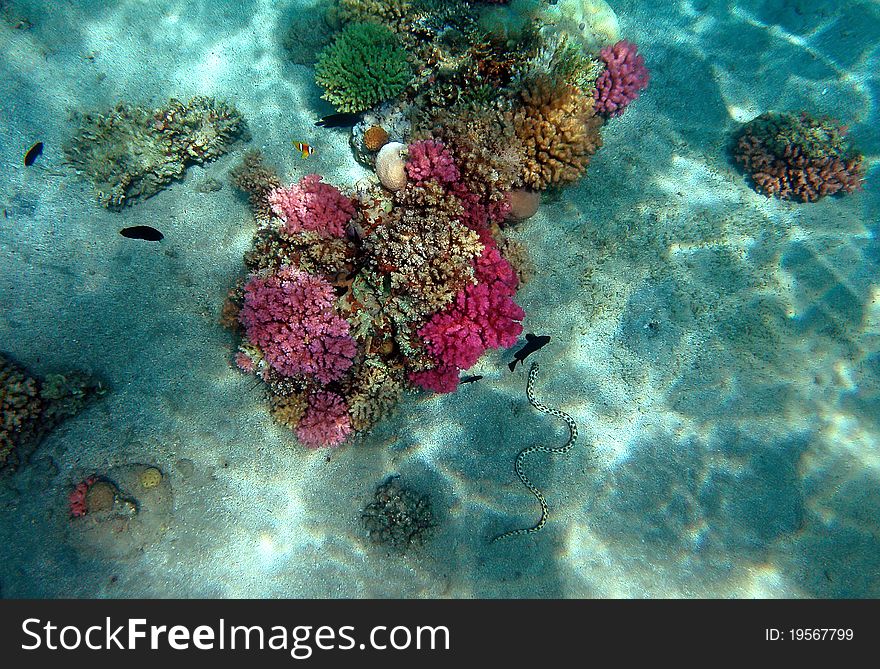 Red Sea coral reef with fishes and spotted eel