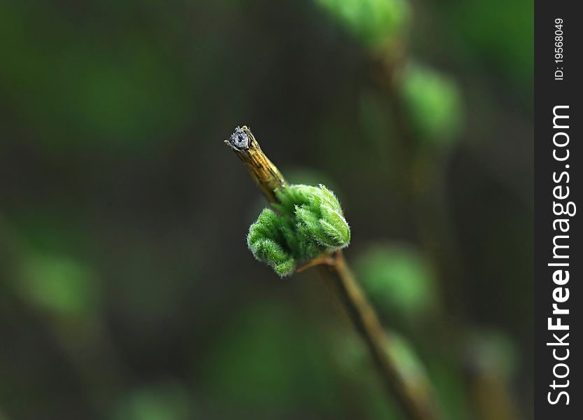 Spring bud. Composition of nature.