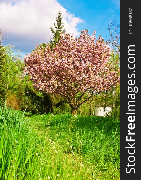 Spring, Beautiful Pink Flower Blossom on sky