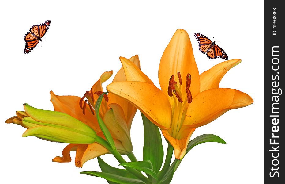 Bright Flowers With Monarch Butterfly