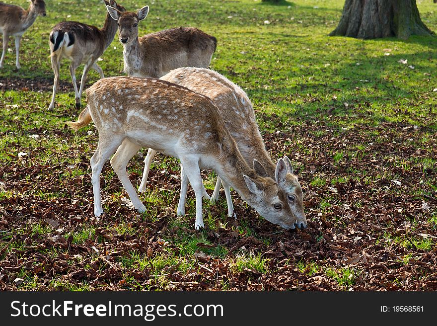 Two fawns sharing a bite. Two fawns sharing a bite