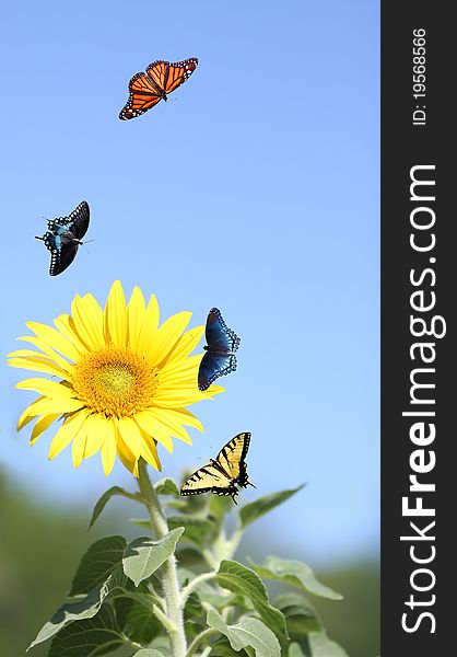 Bright Sunflower with various Butterflies. Bright Sunflower with various Butterflies