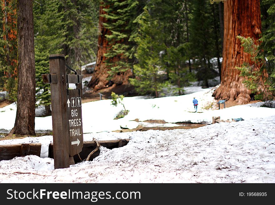 Big Trees Trail in giant sequoia forest