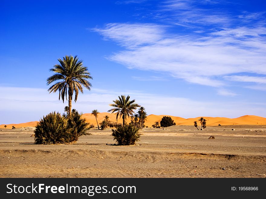 Dunes Of Sahara An Palm Trees
