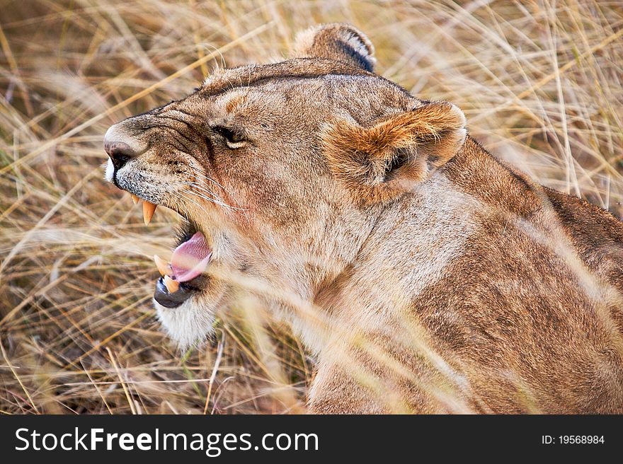 Masai Mara's lioness defending her babys