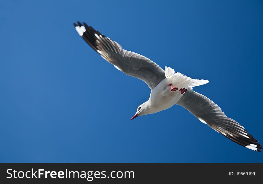 Single seagull in flight against blue sky. Single seagull in flight against blue sky