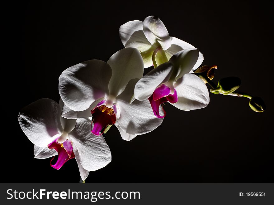 Image shows orchidea isolated on a dark background. Image shows orchidea isolated on a dark background