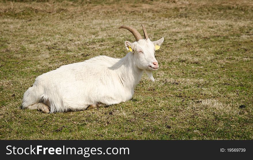 White goat resting on green grass enjoying the springtime sunshine.