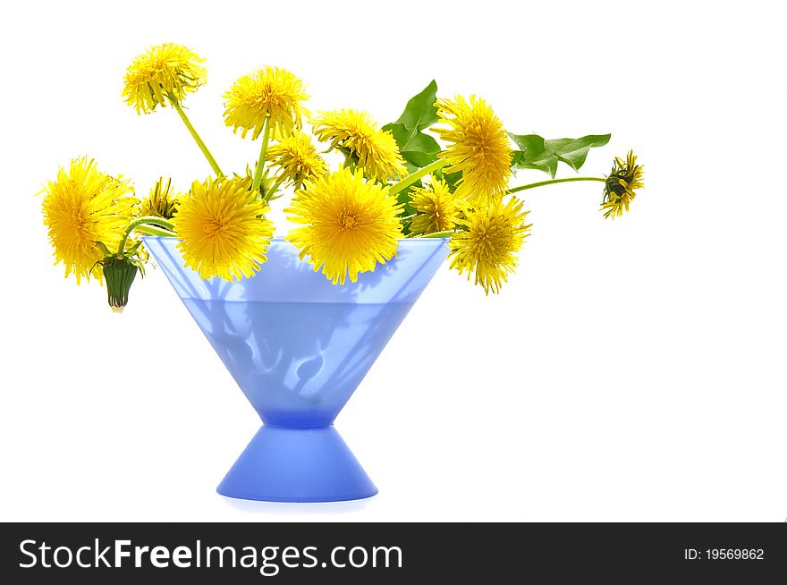 Dandelions in a dark blue vase on the white isolated background. Dandelions in a dark blue vase on the white isolated background