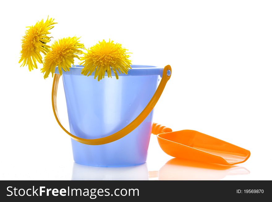 Dandelions in a children's bucket on the white isolated background