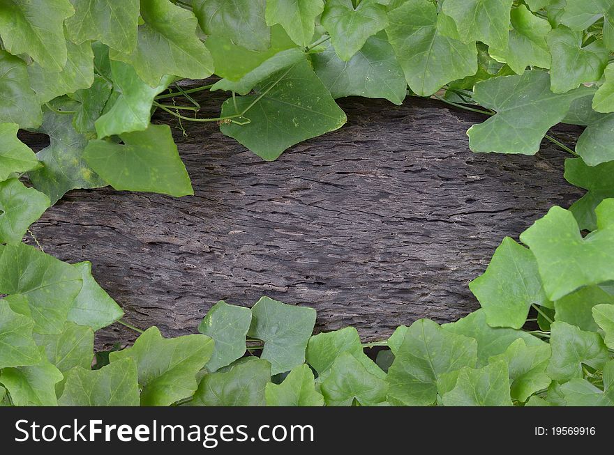 Ivy Gourd Wood Background Brown Gray