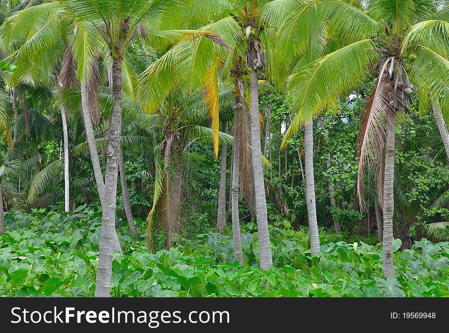 Coconut Tree Jungle
