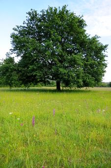 Oak Tree In The Meadow Stock Photo Oak Tree In The Meadow Stock Photo
