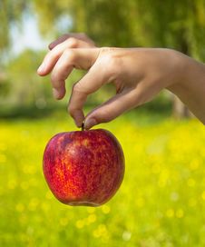 Red Apple In Hand Stock Photos Red Apple In Hand Stock Photos