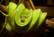 Green Snake Stock Image