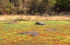 Hippos In A Pond Stock Photography