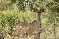Male Kudu Staring Stock Images Male Kudu Staring Stock Images