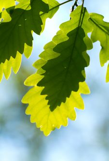 Oak Leaf Stock Photography Oak Leaf Stock Photography