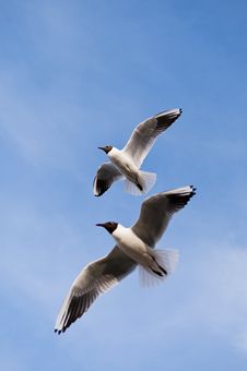 Two Seagulls Stock Image