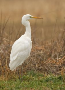 Great White Heron Royalty Free Stock Image