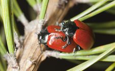 Red Poplar Leaf Beetle Royalty Free Stock Image