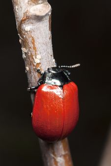 Red Poplar Leaf Beetle (Chrysomela Populi) Stock Photo Red Poplar Leaf Beetle (Chrysomela Populi) Stock Photo