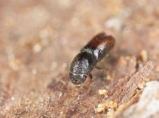 Extreme Close-up Of A Bark Borer Stock Photography